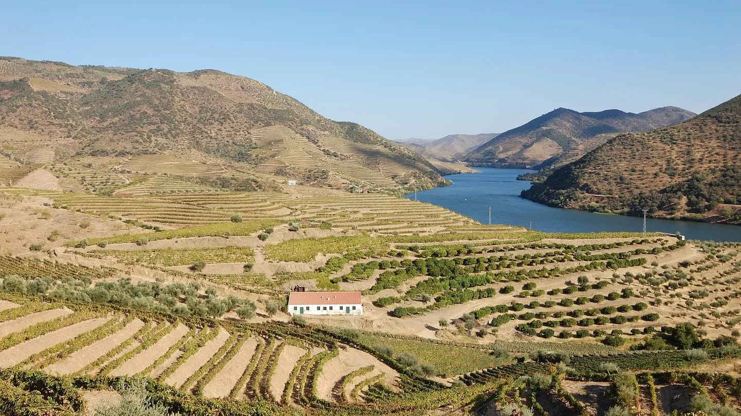 Terraced vineyards stepping down to the Douro River, with a white farmhouse among the vines